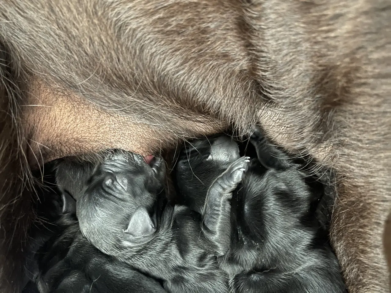 Billede 2 - labrador hvalpe