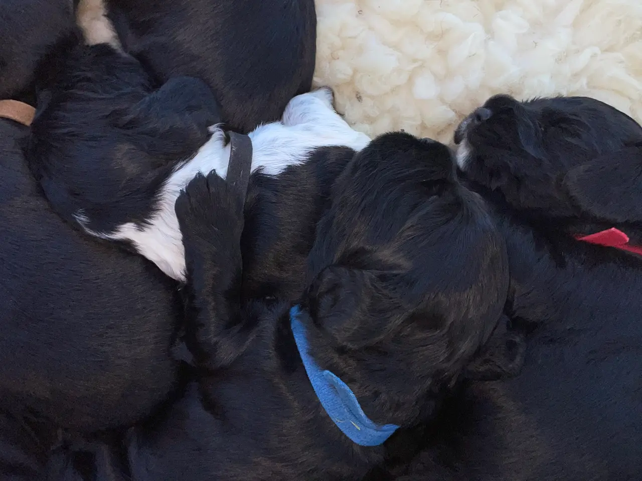 Billede 2 - Engelsk Cocker spaniel 