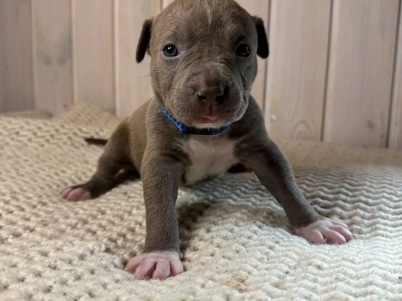 Billede 9 - Anarican Bully xl hvalpe