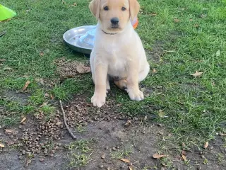 Labrador bl.