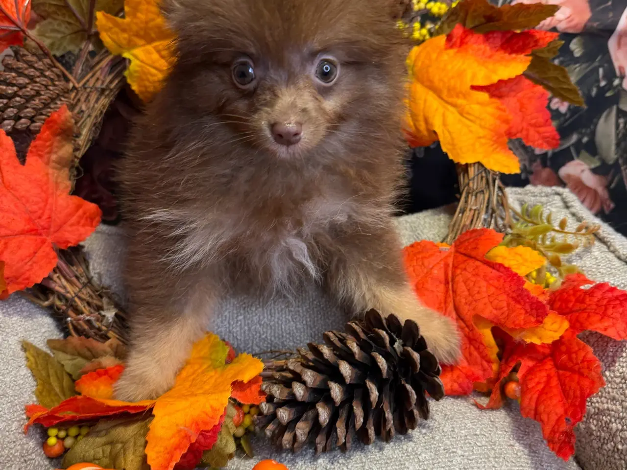 Billede 17 - 🐾💙 2 SMUKKE POMERANIA-DRENGE 💙🐾