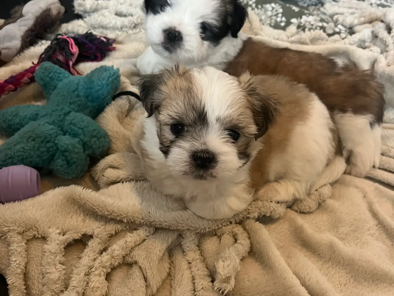 Billede 5 - Lhasa Apso/ Coton de tulear hvalpe