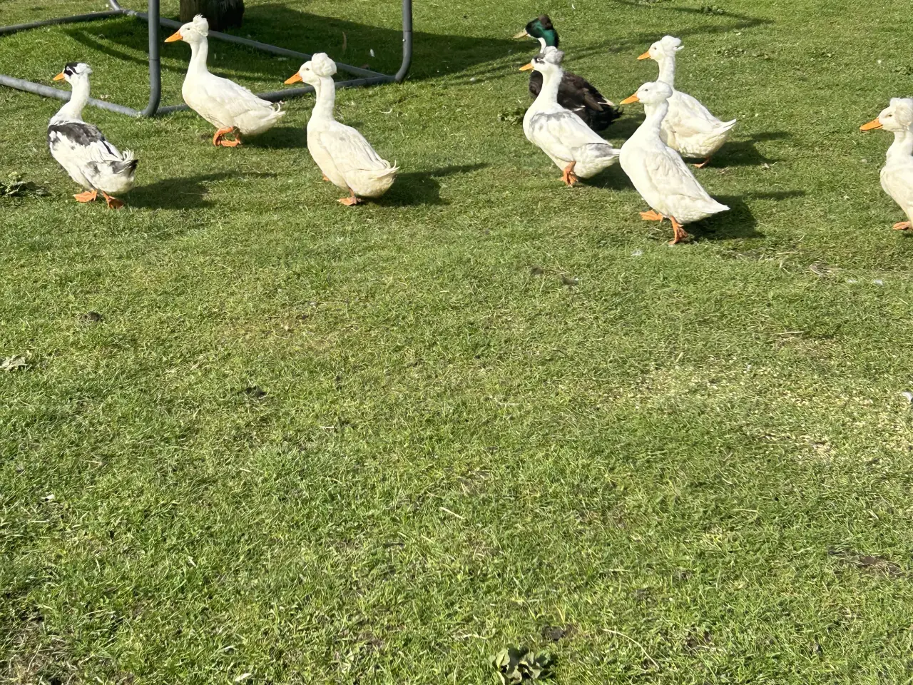 Billede 4 - Rugeæg fra løbeænder, kejserænder og blandings