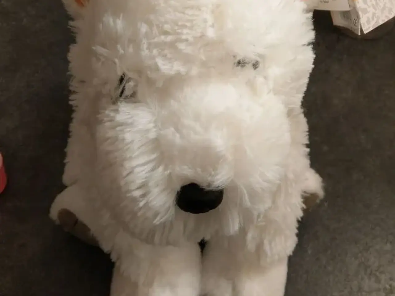 Billede 3 - Westie toyboy/girl