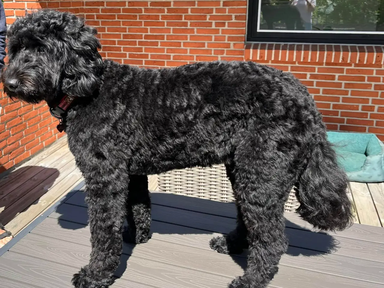 Billede 10 - Labradoodlehvalpe til 2025/26