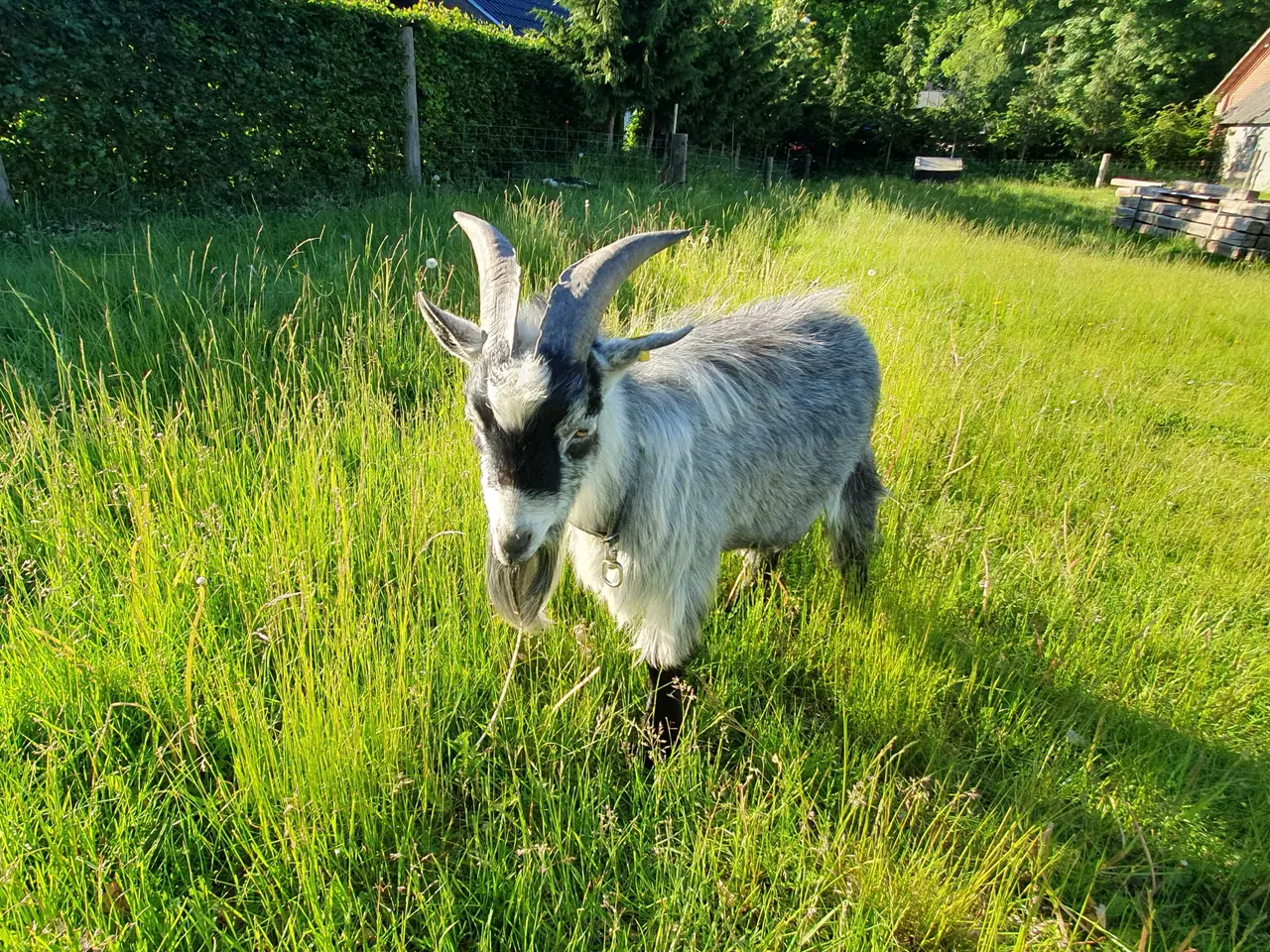 Billede 3 - Dværggedebuk