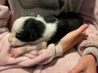 Border collie valpar