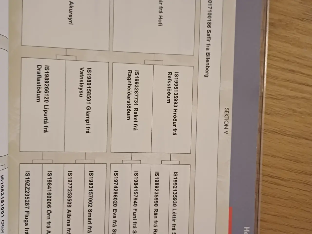 Billede 9 - Lækker islænderhoppe på 3 år