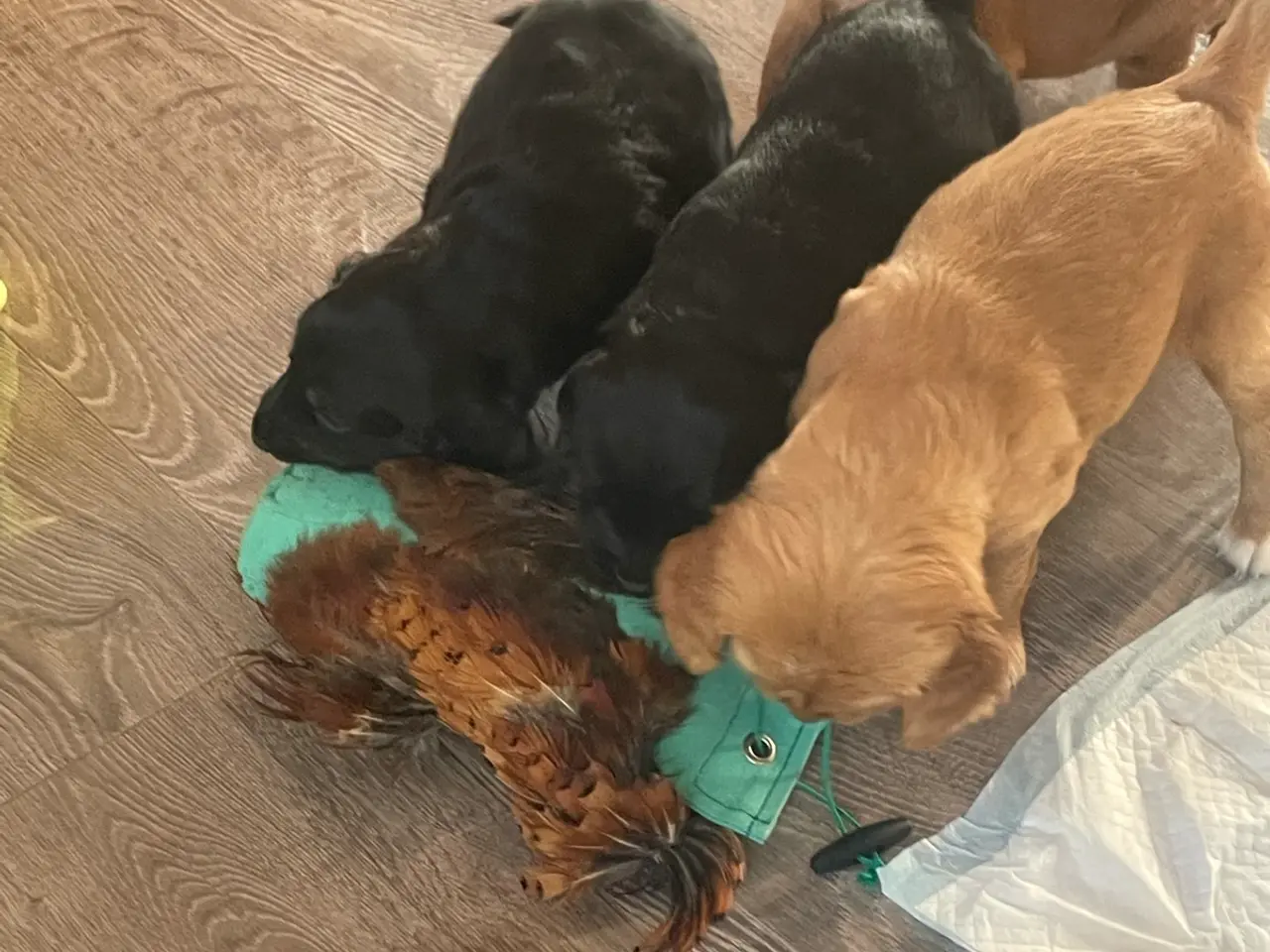 Billede 12 - Golden/cocker/flatcoated familie el jagthunde