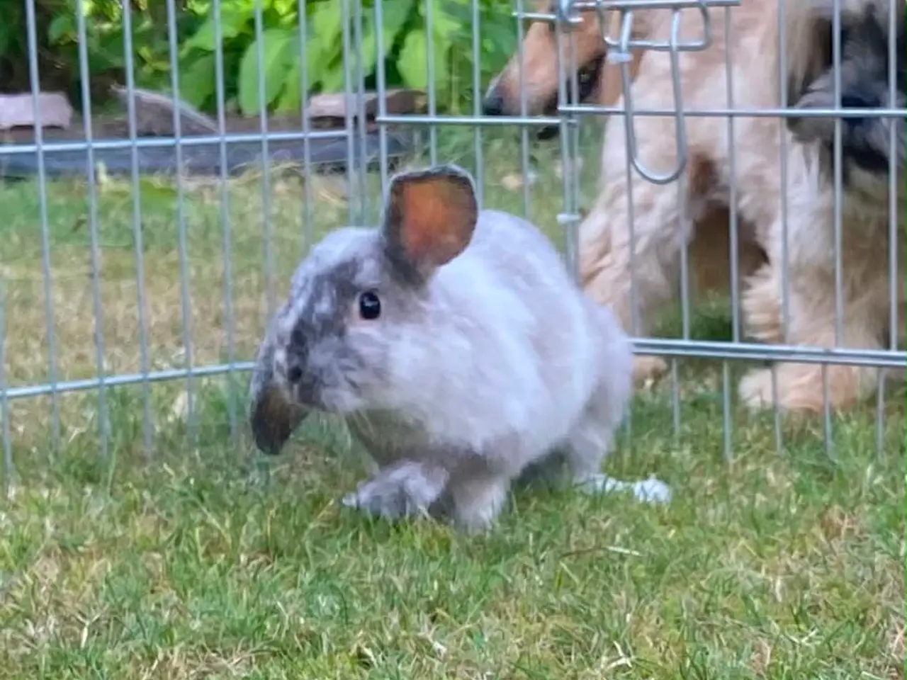 Billede 6 - Smuk kanin dreng🐰