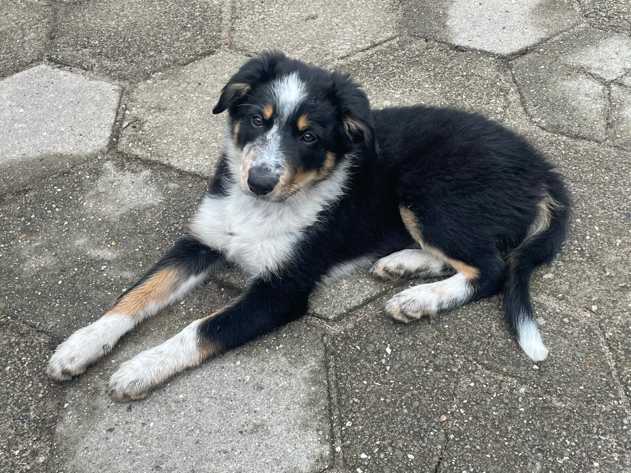 Billede 6 - Border Collie hvalpe 