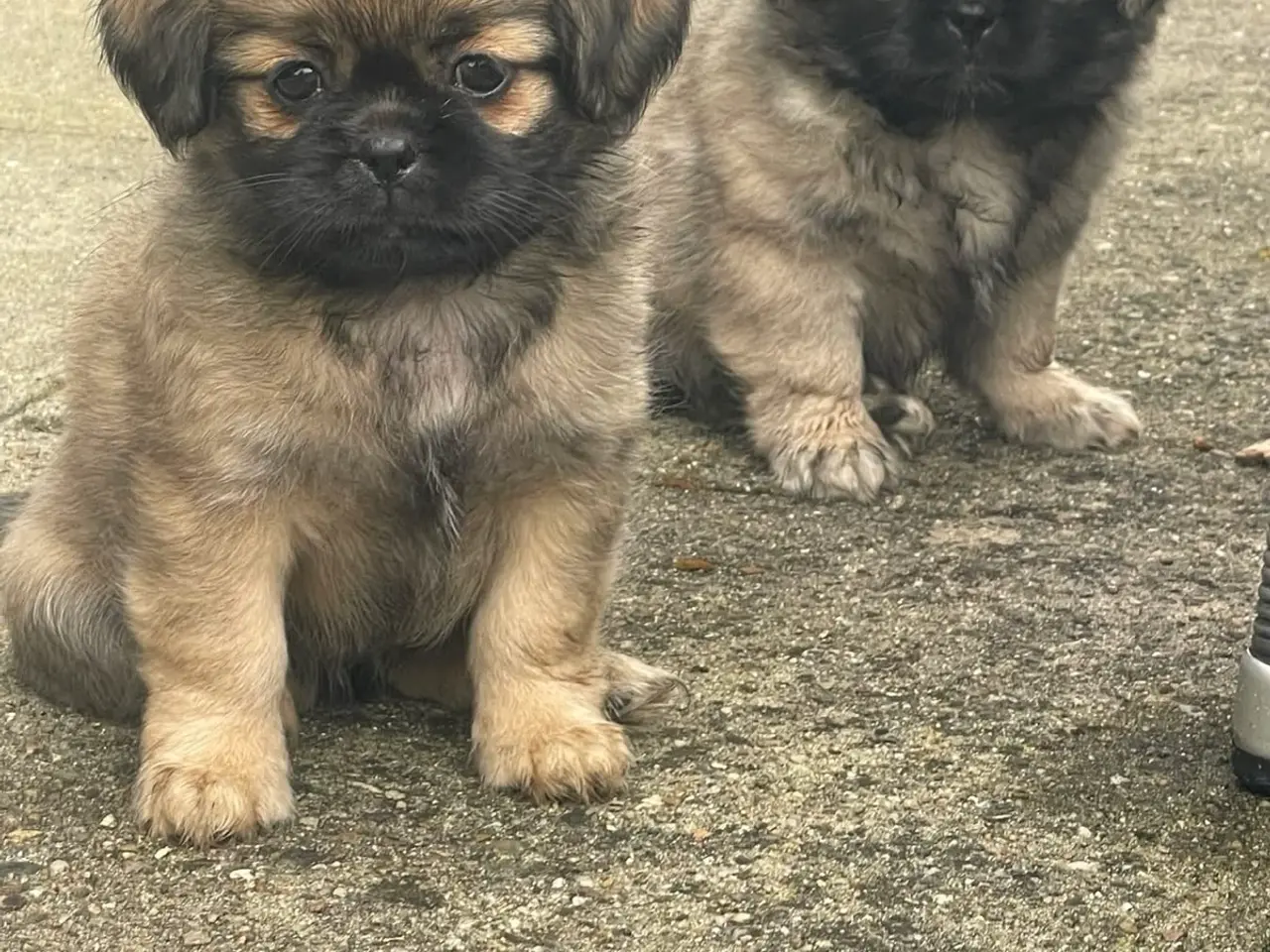Billede 10 - Tibetansk spaniel hvalpe