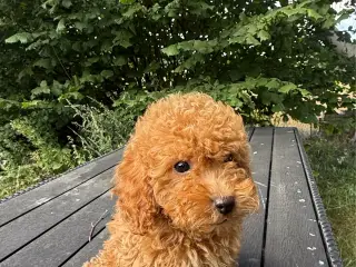 Dværg puddel