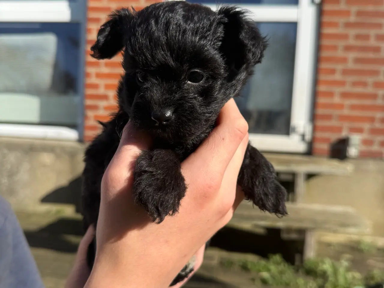 Billede 3 - Pomapoo