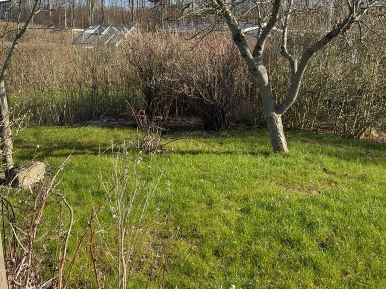 Billede 3 - Charmerende kolonihave flade enge Frederikshavn