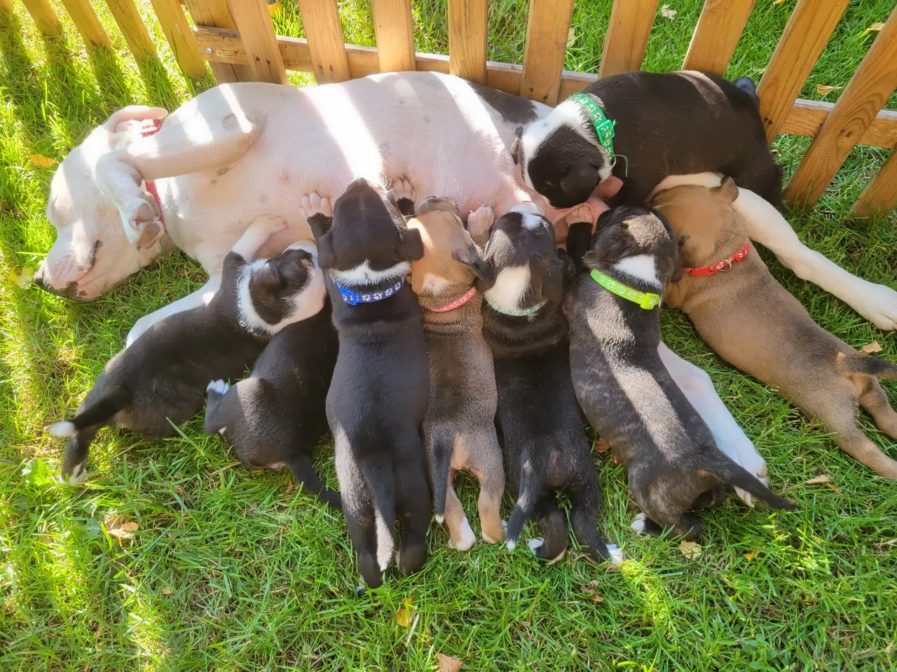 Billede 4 - Staffordshire Bull Terrier hvalpe