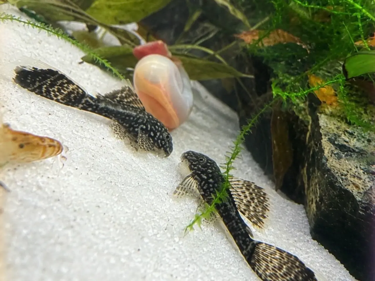 Billede 4 - 🖤Ancistrus / Bristlenose Pleco Longfin – Unger 