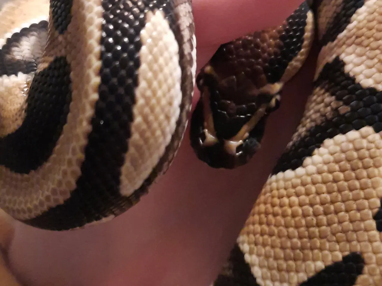 Billede 1 - Kongepython