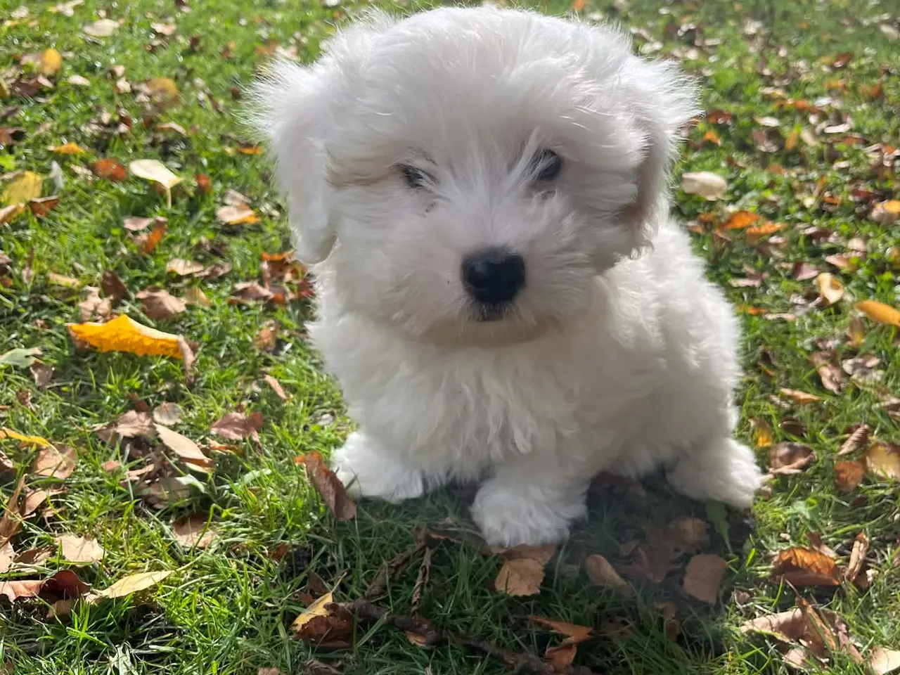 Billede 6 - Coton de tulear hvalpe