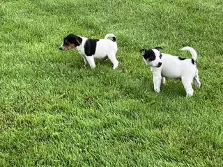 Dansk svensk gårdhundehvalpe