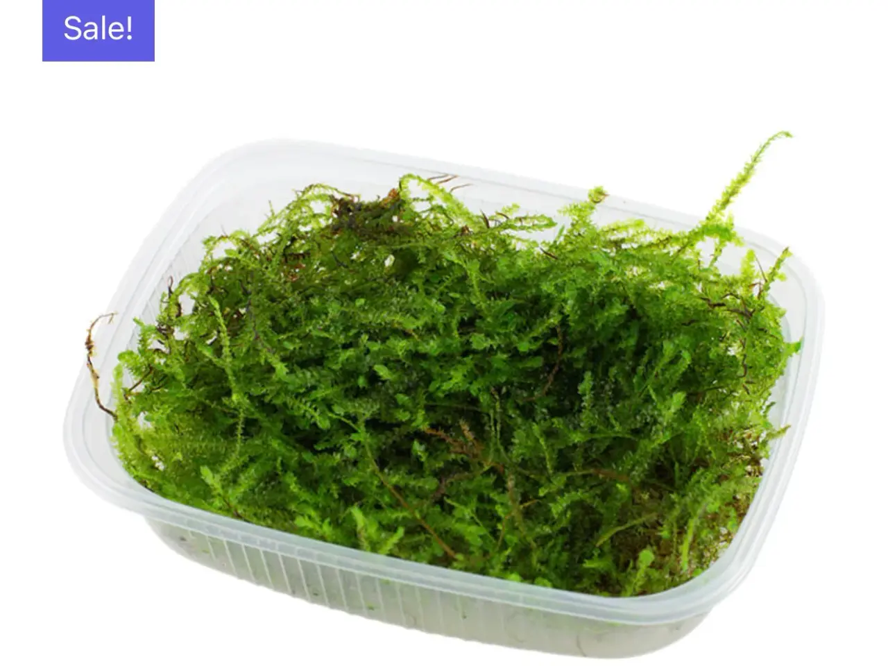Billede 15 - 1.2 grow akvarieplante uden snegle