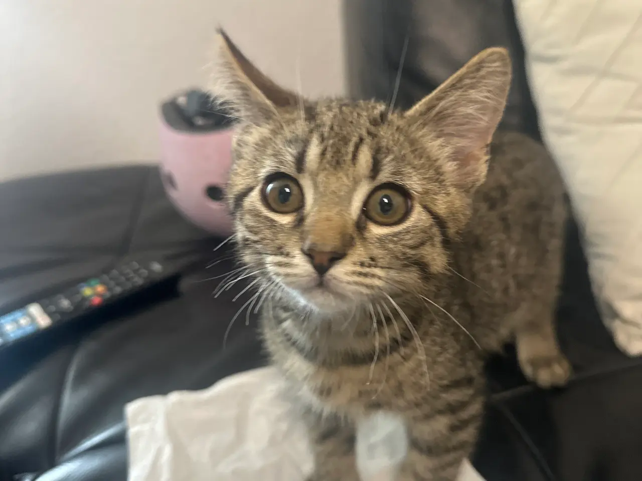 Billede 3 - katte killing