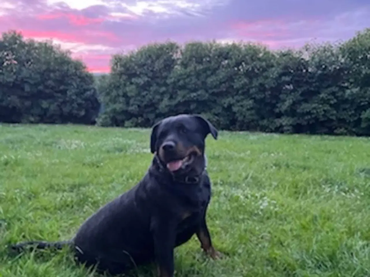 Billede 18 - Rottweiler han til avl