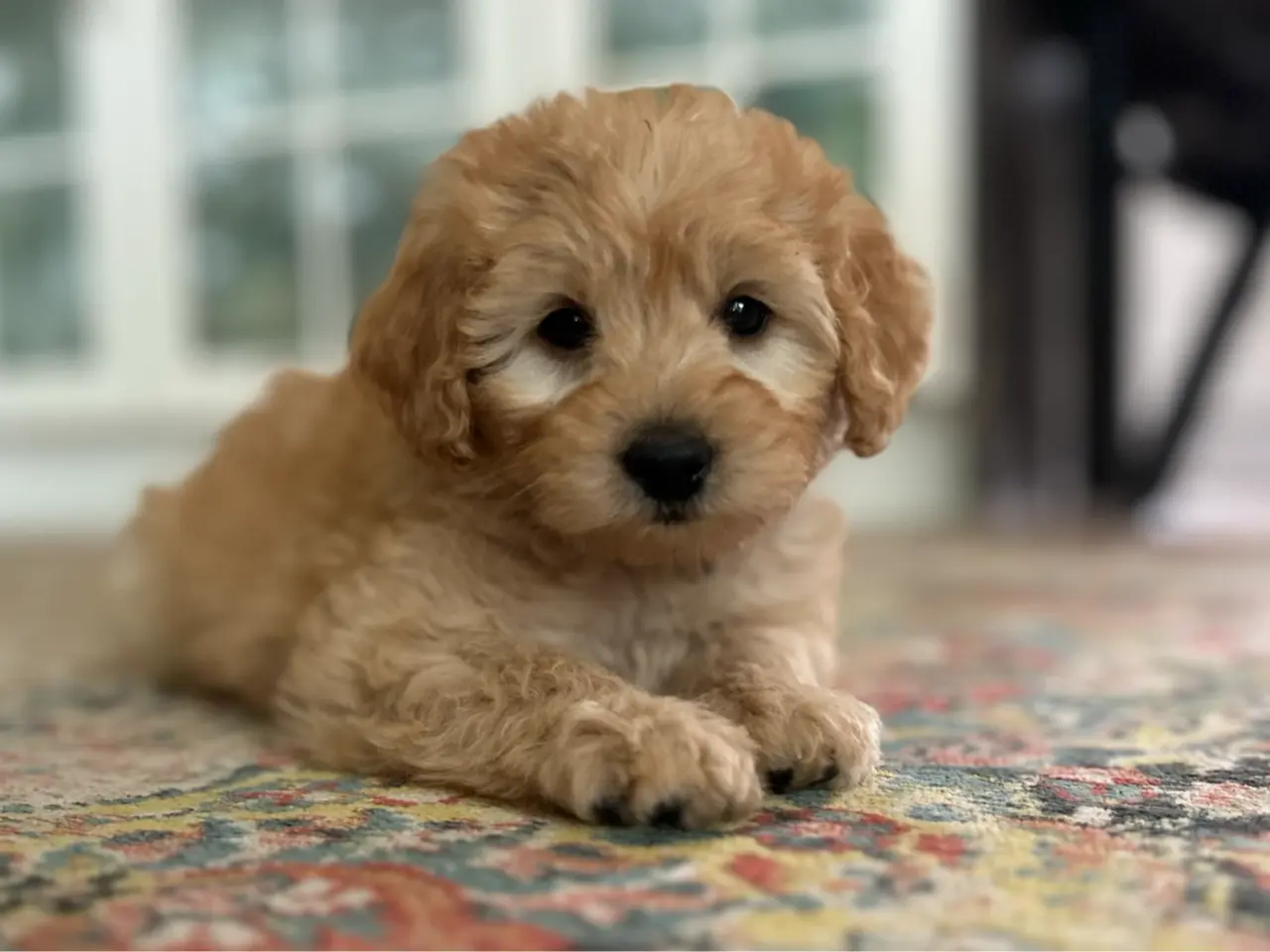 Billede 7 - Goldendoodle + Cavapoo