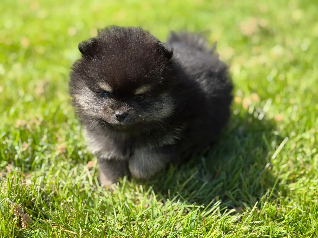 Billede 3 - Skønneste lille Pomeranian