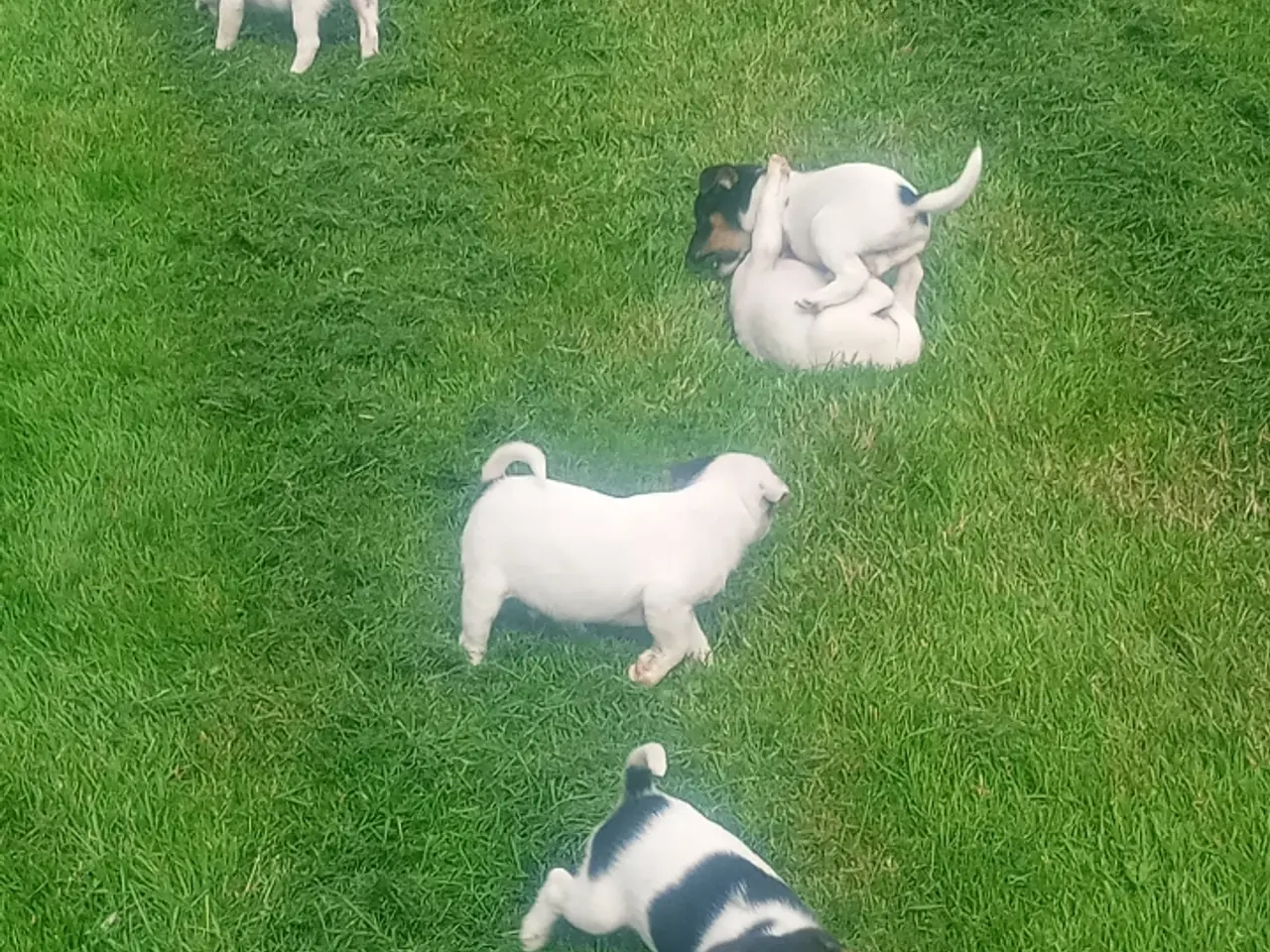 Billede 2 - Dansk svensk gårdhundehvalpe 