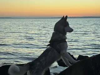 Smuk husky