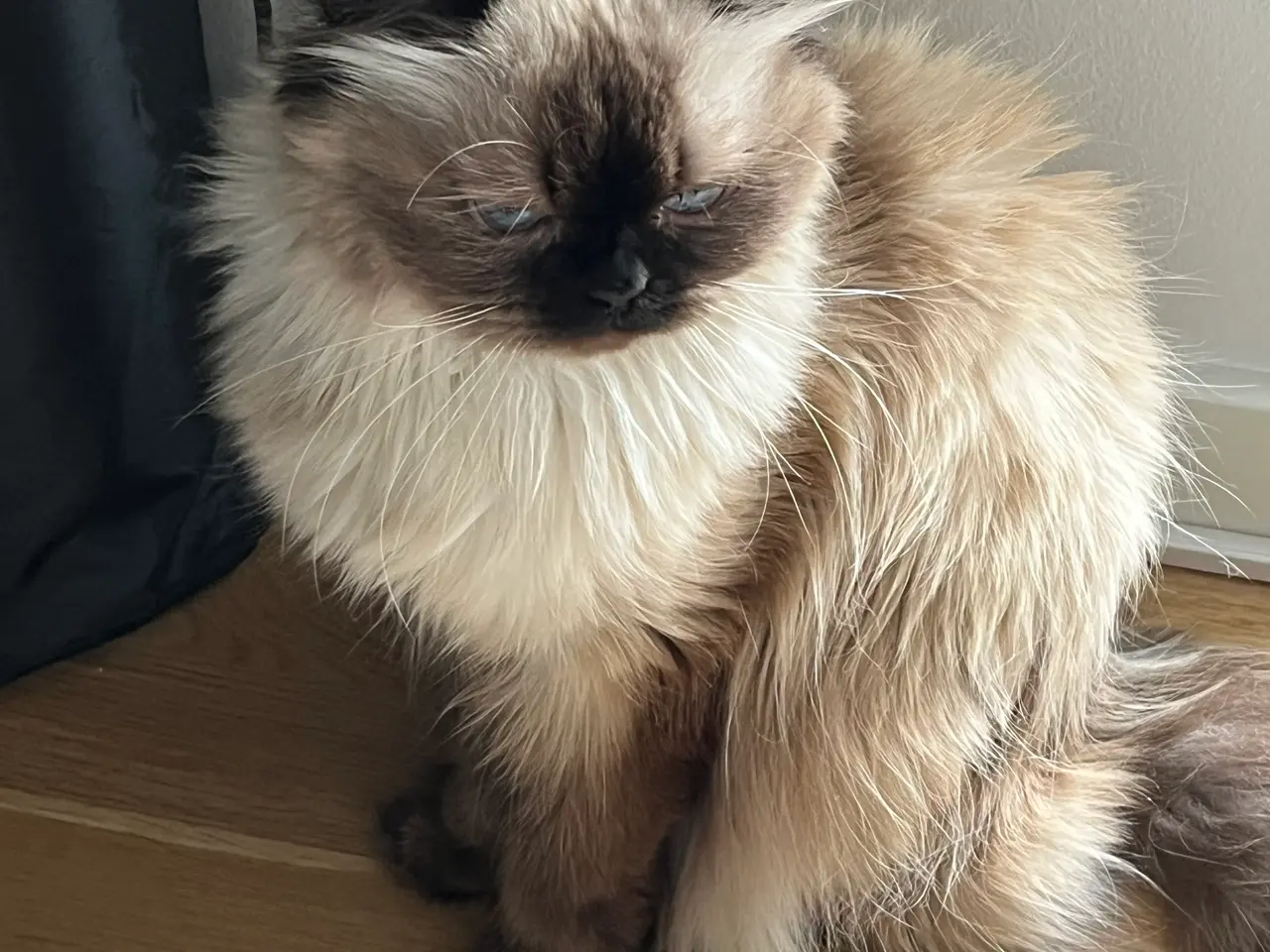 Billede 2 - Ragdoll uden stamtavle - Hunkat