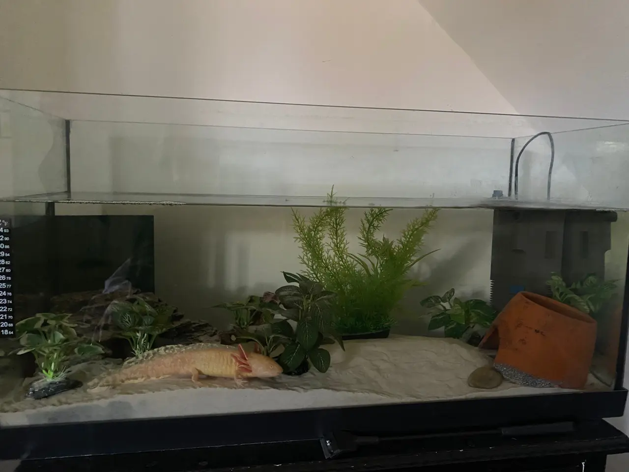 Billede 7 - Axolotl par inkl akvarie og alt