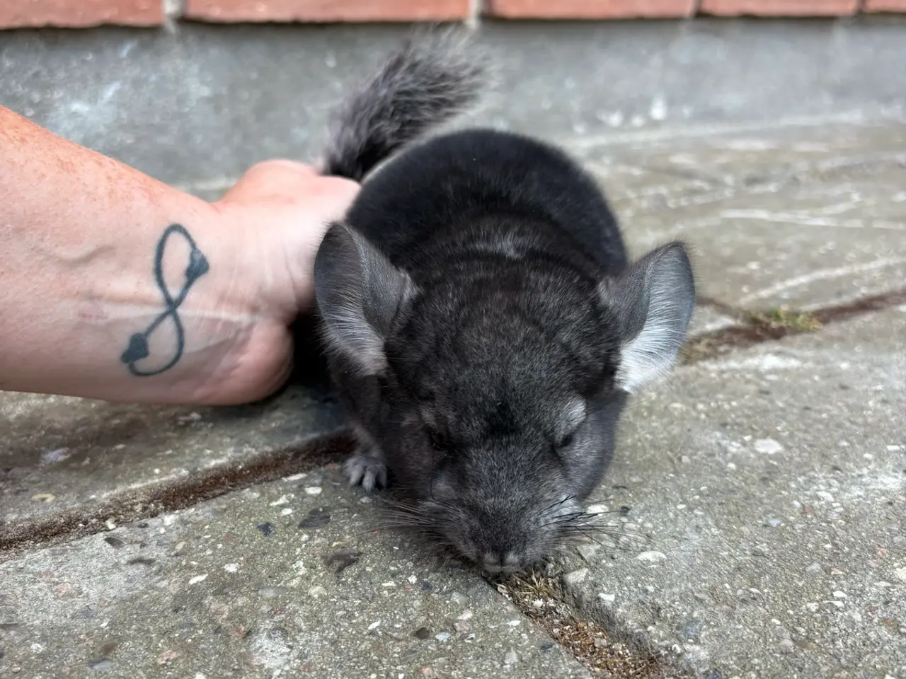 Billede 2 - HAN chinchilla