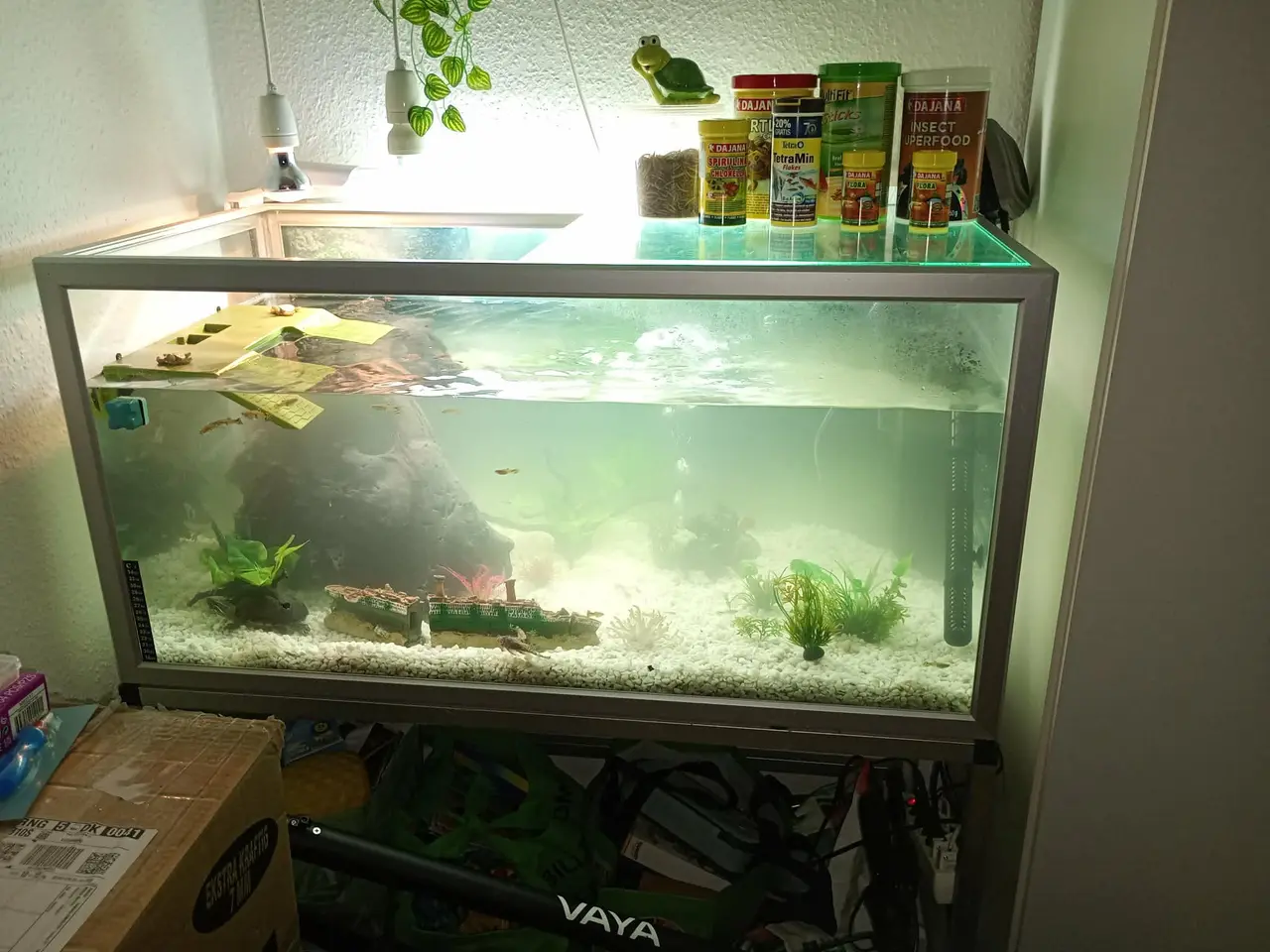 Billede 14 - Sumpskildpadder og 250 l akvarie med alt tilbehør
