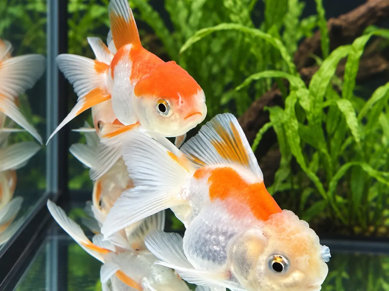 Billede 2 - Oranda Guldfisk Assorteret – Carassius auratus