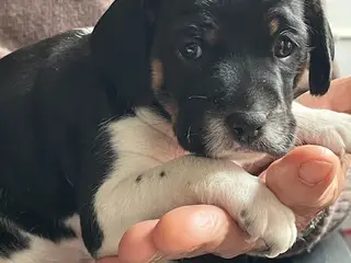 Dansk Svensk gårdhund blanding