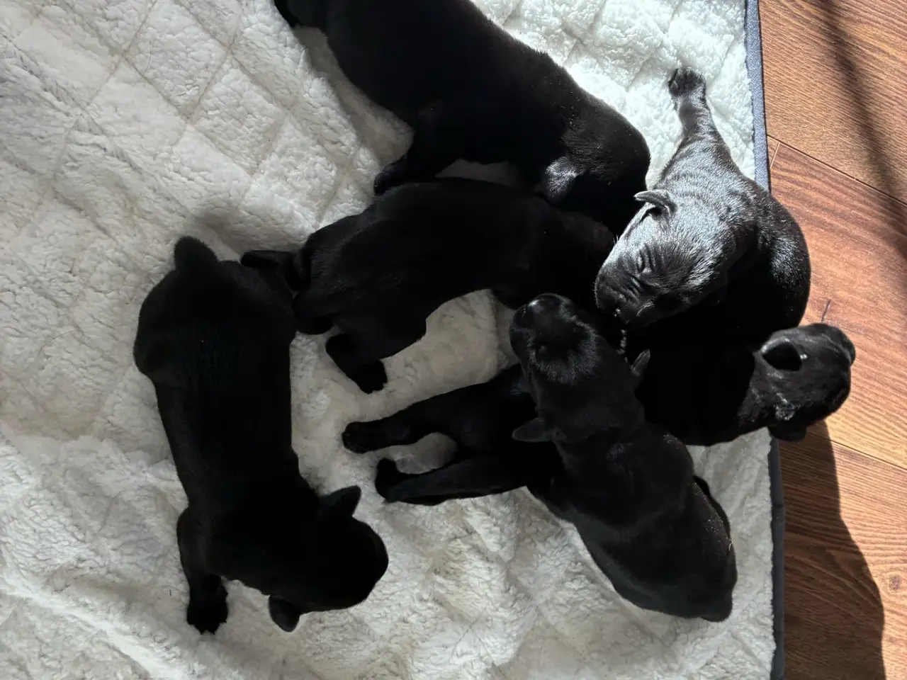 Billede 3 - Labrador hvalpe sælges