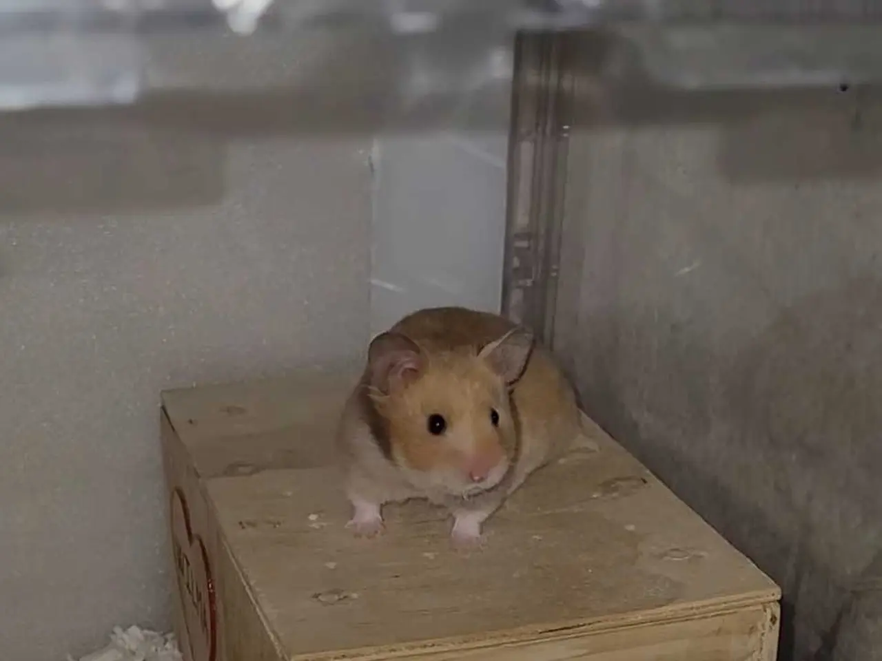 Billede 2 - Guldhamster