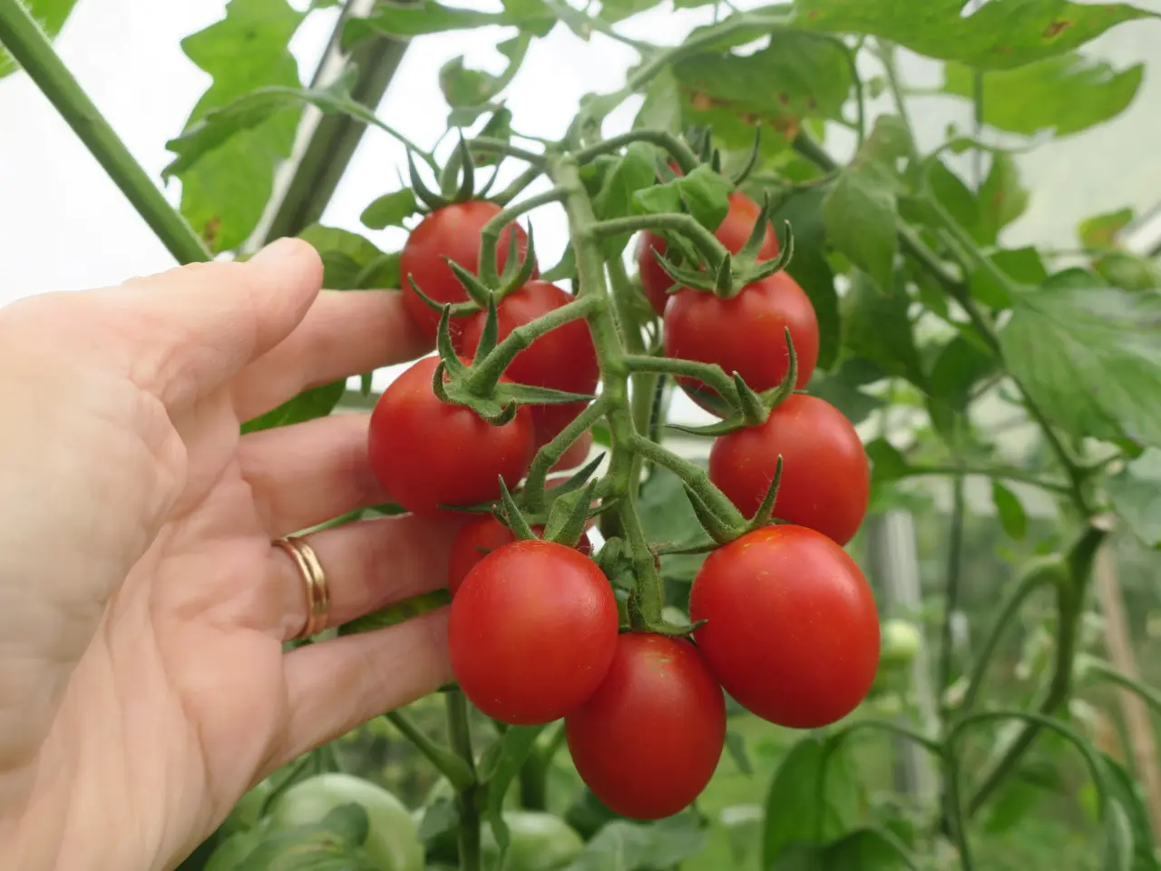 Billede 5 - Tomatfrø