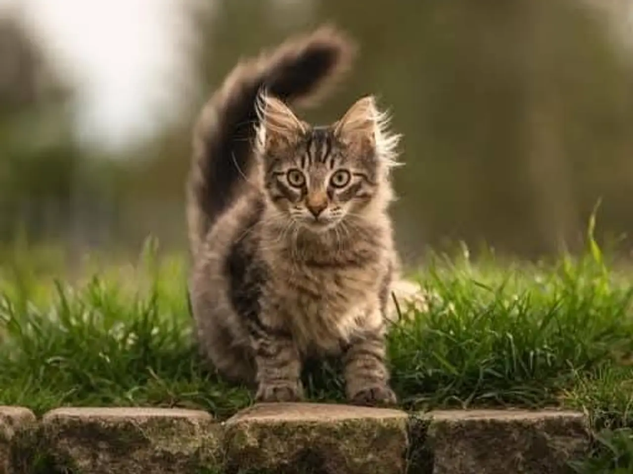 Billede 9 - Maincoon/Norsk skovkat killinger
