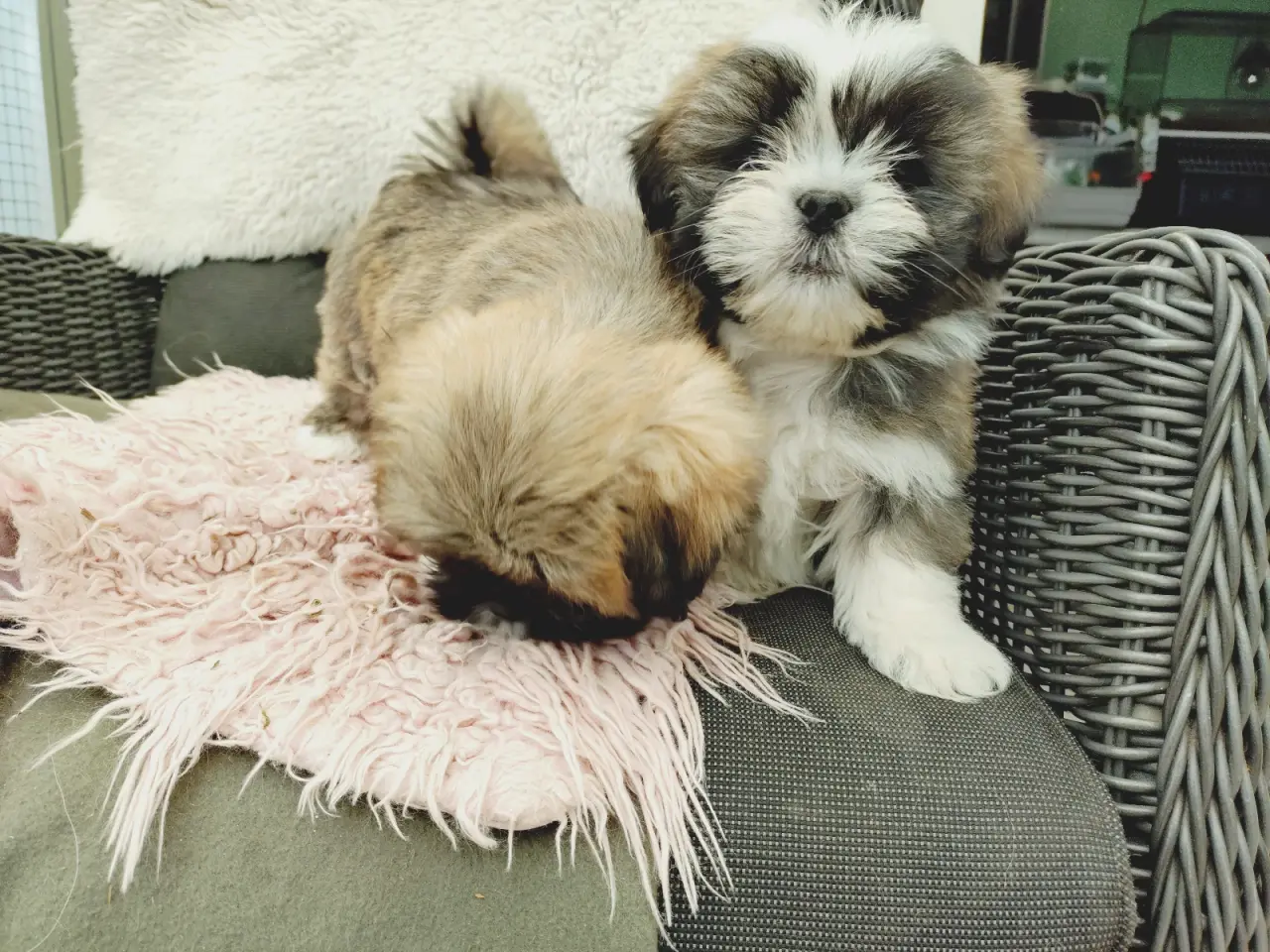 Billede 4 - Lhasa apso hvalpe med stambog 