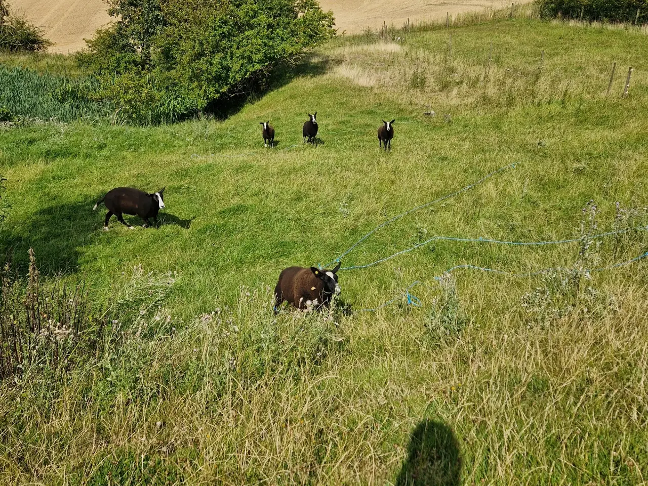 Billede 5 - Zwartsbles gimmer og vædderlam sælges M 3