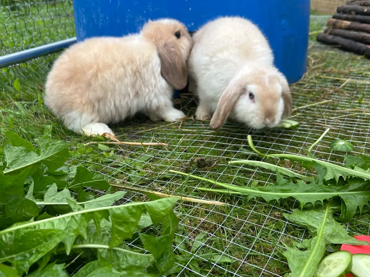 Billede 1 - Mini lop kaninunger 🐰