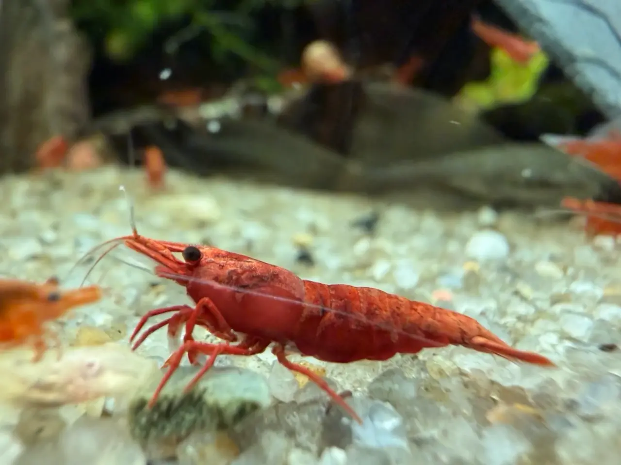 Billede 18 - đSuper flotte Fire Red rejerđ lysere og mĂĽrkere