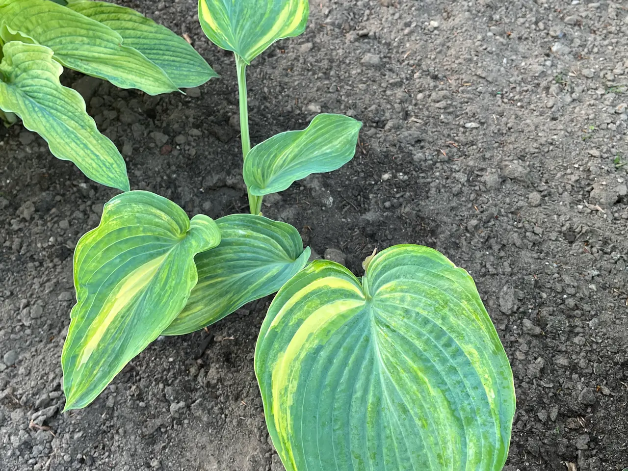 Billede 12 - Hosta sælges