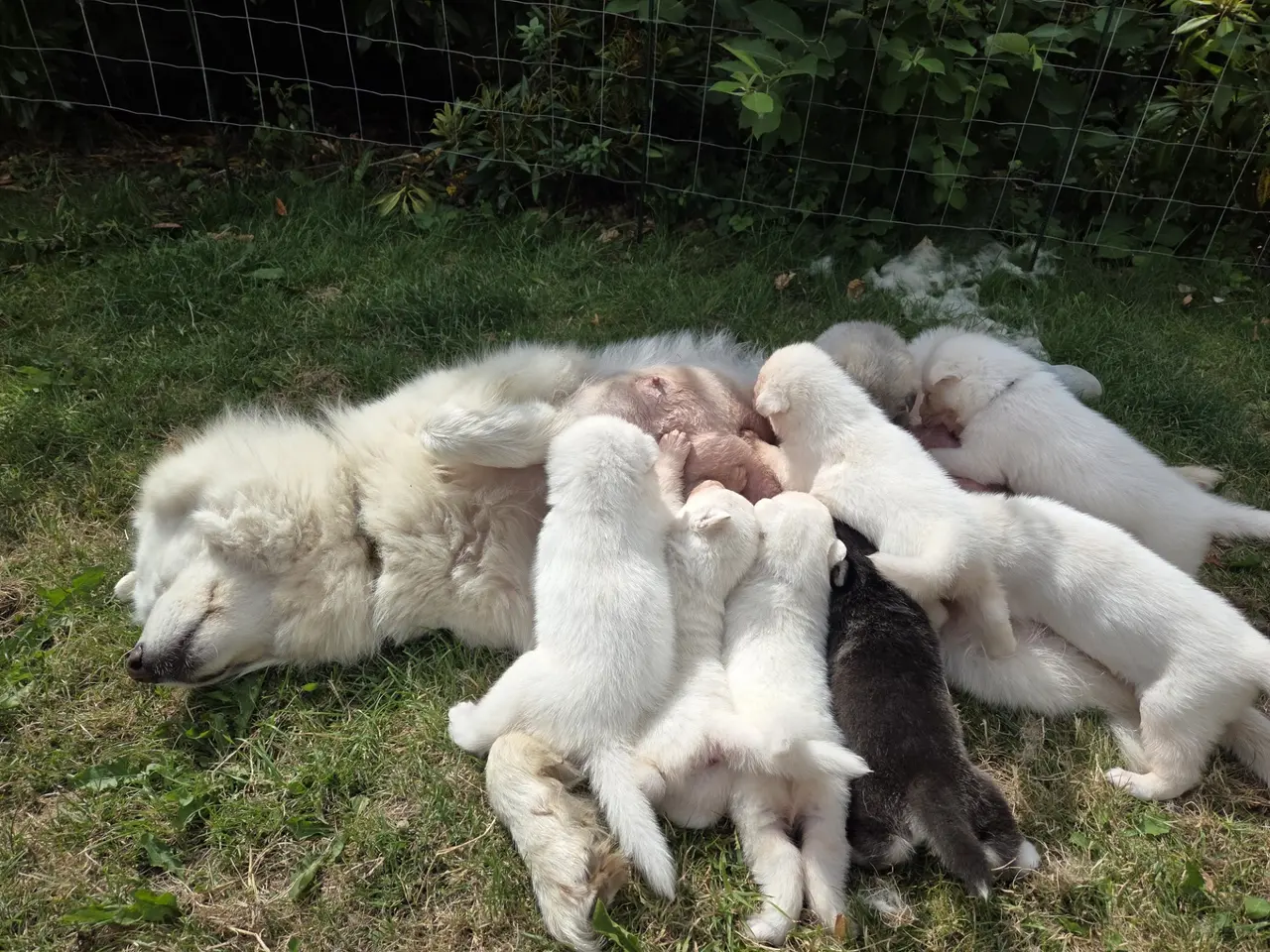Billede 7 - Siberian husky og samojede hvalpe sælges