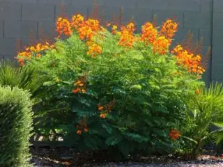 40 Påfugl frø (Caesalpinia Pulcherrima) inkl. lev.