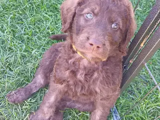 Brune Labradoodle F1B hvalpe