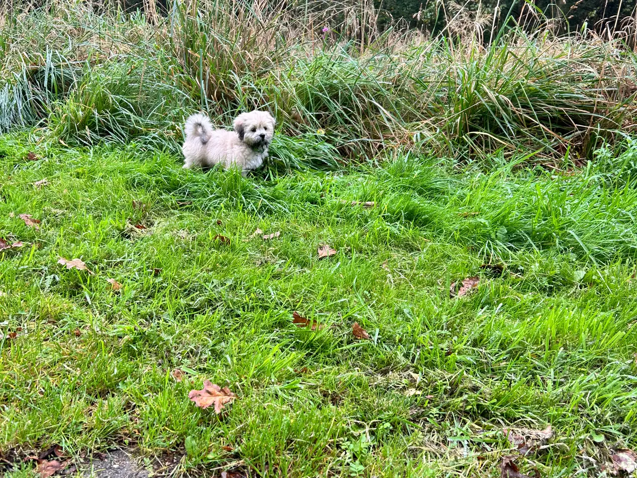 Billede 15 - 3 Lhasa Apso hvalpe, drenge